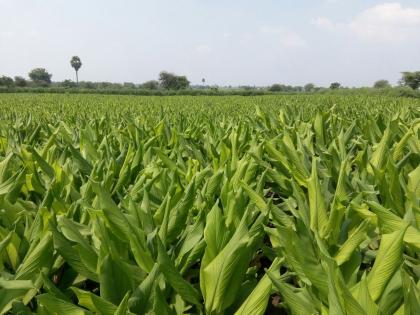 Influence of coronary diseases on turmeric crop | हळद पिकावर करपा रोगाचा प्रादूर्भाव