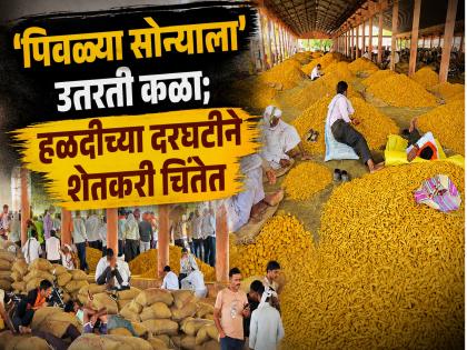Turmeric price drop hits farmers; Hingoli sees record arrivals. - English News | Turmeric price drop hits farmers; Hingoli sees record arrivals. | Latest News at Lokmattimes.com