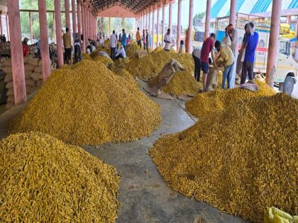 Hingoli fall in the price of turmeric Disappointment of farmers | हळदीच्या भावात एक हजाराची घसरण; शेतकऱ्यांची निराशा