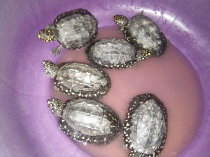 turtle smuggler arrested in kalyan | कासवांची तस्करी करणाऱ्या परप्रांतीय तरुणाला अटक