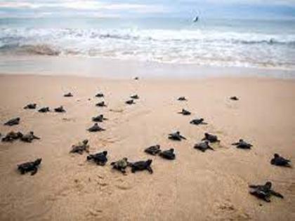 In nine years, 22,000 pigs were released into the sea for free range. | कासव संवर्धन आणि संरक्षण: नऊ वर्षांत २२ हजार पिले मुक्त विहारासाठी समुद्राकडे In nine years, 22,000 pigs were released into the sea for free range. | कासव संवर्धन आणि संरक्षण: नऊ वर्षांत २२ हजार पिले मुक्त विहारासाठी समुद्राकडे