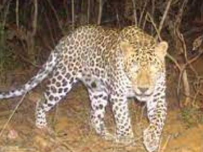 a leopard came in front of a youth bike In Ratnagiri | Ratnagiri: चित्तथरारक प्रसंग! गाडीसमोर बिबट्या येताच ‘त्या’ची वळली बोबडी, अन्..