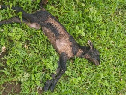 Two sheep killed in wild animal attack; Six missing | वन्य प्राण्याच्या हल्ल्यात दोन मेंढ्या ठार; सहा बेपत्ता