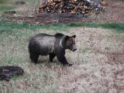 Two tribals killed in bear attack at Ambabarwa sanctuary | अंबाबरवा अभयारण्यात अस्वलाच्या हल्ल्यात दोन आदिवासी ठार!