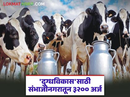 Applications from Chhatrapati Sambhajinagar district for 'Milk Development' are in high demand; How many farmers will get dairy cows? | 'दुग्धविकास'साठी छत्रपती संभाजीनगर जिल्ह्यातून अर्जांची आघाडी; किती शेतकऱ्यांना मिळणार दुधाळ गाई? Applications from Chhatrapati Sambhajinagar district for 'Milk Development' are in high demand; How many farmers will get dairy cows? | 'दुग्धविकास'साठी छत्रपती संभाजीनगर जिल्ह्यातून अर्जांची आघाडी; किती शेतकऱ्यांना मिळणार दुधाळ गाई?