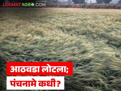 Wheat fell in the storm, gram was lost, but farmers are worried as there is no Panchnama even after a week | वादळी वाऱ्यात गहू पडला, हरभरा गेला मात्र आठवडा होऊनही पंचनामे नसल्याने शेतकरी चिंतेत Wheat fell in the storm, gram was lost, but farmers are worried as there is no Panchnama even after a week | वादळी वाऱ्यात गहू पडला, हरभरा गेला मात्र आठवडा होऊनही पंचनामे नसल्याने शेतकरी चिंतेत