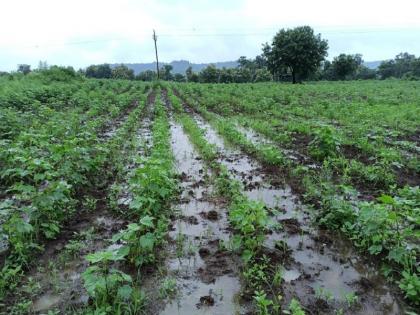 Over one lakh hectares of crops in the state were hit by heavy rains | Maharashtra | राज्यात एक लाख हेक्टरवरील पिकांना अतिवृष्टीचा फटका