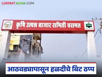 Turmeric market stop in Vasmat Mondha for a week; Farmers are facing financial hardship due to unnecessary traffic | वसमत मोंढ्यात आठवड्यापासून हळदीचे बिट ठप्प; शेतकऱ्यांना बसतोय नाहक वाहतुकीचा आर्थिक फटका Turmeric market stop in Vasmat Mondha for a week; Farmers are facing financial hardship due to unnecessary traffic | वसमत मोंढ्यात आठवड्यापासून हळदीचे बिट ठप्प; शेतकऱ्यांना बसतोय नाहक वाहतुकीचा आर्थिक फटका