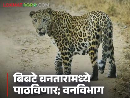 आमच्या जिवाची पर्वा न करता भिमाशंकर जंगलात सोडले बिबटे; वनविभाग मात्र म्हणतंय आरोप खोटे