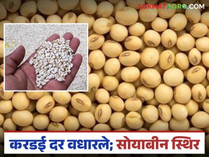 Sorghum is getting the highest price in the agricultural market; soybean market is stable | शेतमाल बाजारात करडईला मिळतोय उच्चांकी दर; सोयाबीन बाजार मात्र स्थिर Sorghum is getting the highest price in the agricultural market; soybean market is stable | शेतमाल बाजारात करडईला मिळतोय उच्चांकी दर; सोयाबीन बाजार मात्र स्थिर