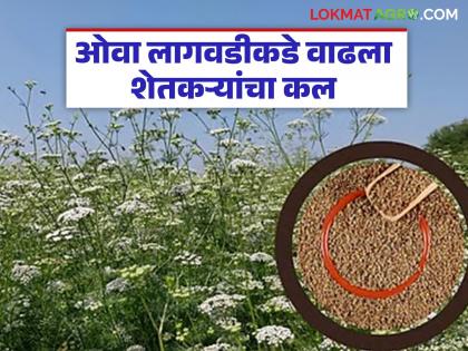 Farmers are increasingly turning to ova cultivation, breaking away from traditional farming; Read what are the benefits | पारंपरिक शेतीला फाटा देत शेतकऱ्यांचा ओवा लागवडीकडे वाढला कल; वाचा काय आहेत फायदे Farmers are increasingly turning to ova cultivation, breaking away from traditional farming; Read what are the benefits | पारंपरिक शेतीला फाटा देत शेतकऱ्यांचा ओवा लागवडीकडे वाढला कल; वाचा काय आहेत फायदे