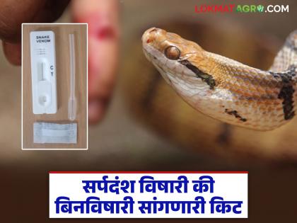 Now there will be accurate treatment for snake bites; Snake Venom Kit will help you know whether the snake bite is poisonous or non-poisonous | आता सर्पदंशावर होणार अचूक उपचार; स्नेक वेनम किटमुळे कळणार सर्पदंश विषारी की बिनविषारी Now there will be accurate treatment for snake bites; Snake Venom Kit will help you know whether the snake bite is poisonous or non-poisonous | आता सर्पदंशावर होणार अचूक उपचार; स्नेक वेनम किटमुळे कळणार सर्पदंश विषारी की बिनविषारी