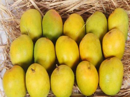 Hapus arrivals drop by 70 percent: South mango dominates | वातावरणातील बदलामुळे फळांचा राजा रुसला; हापूसची आवक ७० टक्के घटली : दक्षिणेतील आंब्याचे वर्चस्व