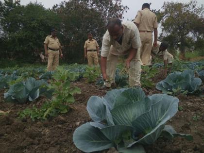 Usmanabad's open jail becames a laboratory of organic farming | उस्मानाबादची बंदीशाळा बनली विषमुक्त शेतीची प्रयोगशाळा