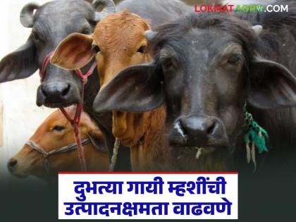 Latest news dudh utpadan these things to increase productivity of dairy cows and buffaloes, read in detail | दुभत्या गाई, म्हशींची उत्पादनक्षमता वाढविण्यासाठी 'या' गोष्टी करा, वाचा सविस्तर Latest news dudh utpadan these things to increase productivity of dairy cows and buffaloes, read in detail | दुभत्या गाई, म्हशींची उत्पादनक्षमता वाढविण्यासाठी 'या' गोष्टी करा, वाचा सविस्तर