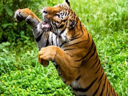 As soon as the tiger leaped, 'they' jumped into the river; Firecrackers were broken and crushed | वाघाने झेप घेताच 'त्यांनी' घेतल्या नदीत उड्या; फटाके फोडून पिटाळले