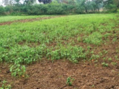 Unseasonal rains hit farmers in Palghar district | पालघर जिल्ह्यातील अवेळी पावसाचा शेतकऱ्यांना फटका