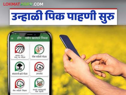E-crop survey for summer season begins in the state; Till what date can farmers register? | राज्यात उन्हाळी हंगामासाठी ई-पीक पाहणी सुरु; शेतकरी किती तारखेपर्यंत करू शकतात नोंदणी? E-crop survey for summer season begins in the state; Till what date can farmers register? | राज्यात उन्हाळी हंगामासाठी ई-पीक पाहणी सुरु; शेतकरी किती तारखेपर्यंत करू शकतात नोंदणी?