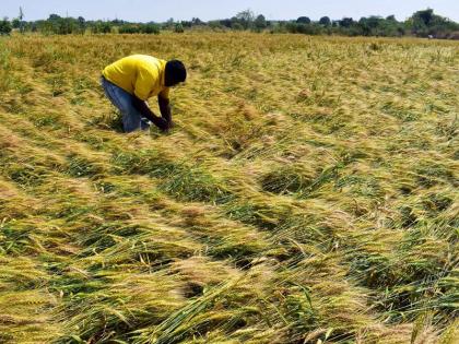 Unseasonal rain in eastern part of Junnar taluka; Heavy loss of crops | Pune Rain | जुन्नर तालुक्याच्या पूर्व भागातही अवकाळी पाऊस; पिकांचे प्रचंड नुकसान