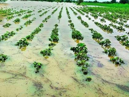 On the green dreams the plow of the season, The rabbi who comes to hand after the kharip, also slept; Loss of crops on 90 thousand hectares in the state | हिरव्या स्वप्नांवर अवकाळीचा नांगर, खरिपानंतर हाती येणाऱ्या रब्बीलाही झोपवले; राज्यातील ९० हजार हेक्टरवरील पिकांचे नुकसान