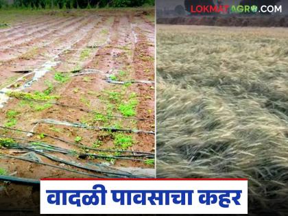 latest news Unseasonal Rain: After the heat, the sky broke; Storm wreaks havoc in Vidarbha including Nagpur | Unseasonal Rain : उकाड्यानंतर आभाळ फुटलं; नागपूरसह विदर्भात वादळाचा कहर latest news Unseasonal Rain: After the heat, the sky broke; Storm wreaks havoc in Vidarbha including Nagpur | Unseasonal Rain : उकाड्यानंतर आभाळ फुटलं; नागपूरसह विदर्भात वादळाचा कहर