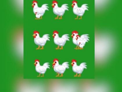 Optical Illusion : Can you count total number of chickens in picture 99 percent failed | Optical Illusion : या फोटोत एकूण किती आहेत कोंबड्या? 99 टक्के लोक बरोबर उत्तर देण्यात फेल...