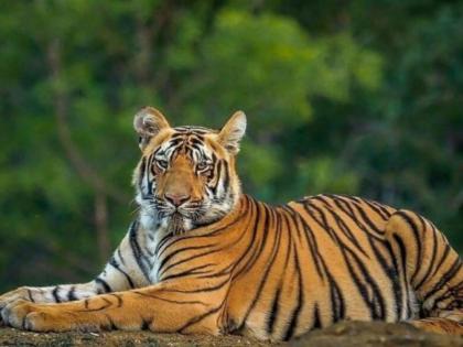 Two tigers in Tadoba will be released in the Sahyadri Tiger Reserve! | ताडोबातील दोन वाघांना सह्याद्री व्याघ्र प्रकल्पात सोडणार !