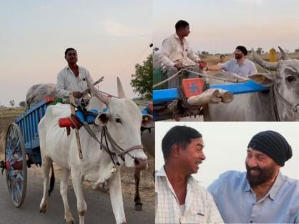 farmer Fails To Recognize GADAR 2 Actor Sunny Deol. Video Goes Viral | Sunny Deol Video: 'आप सनी देओल जैसे लगते हैं', शेतकऱ्याचं वाक्य ऐकून सनी देओलही शॉक्ड