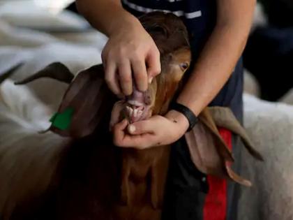 Kanpur Police arrested goat For Not Wearing Mask video goes viral | VIDEO: काय सांगता?; मास्क न घातल्यानं पोलिसांकडून बकऱ्याला अटक