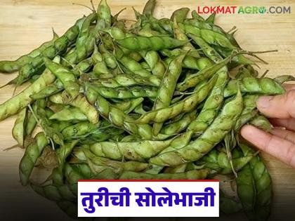 Latest news Tur sole bhaji recipe How to make solebhaji tur arhar dal, what are its benefits? | Tur Solebhaji : तुरीच्या शेंगांच्या दाण्यांची सोलेभाजी, कशी बनवतात ही भाजी, तिचे फायदे काय? Latest news Tur sole bhaji recipe How to make solebhaji tur arhar dal, what are its benefits? | Tur Solebhaji : तुरीच्या शेंगांच्या दाण्यांची सोलेभाजी, कशी बनवतात ही भाजी, तिचे फायदे काय?