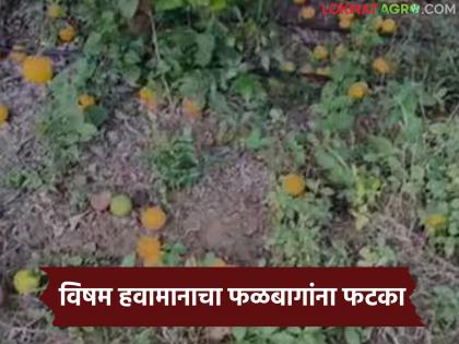 Horticultural crops hit by adverse weather conditions, production in crisis; Gardeners worried over financial loss | विषम हवामानाचा फळबागांना फटका, उत्पादन संकटात; आर्थिक नुकसानीच्या भीतीने बागायतदार चिंतित Horticultural crops hit by adverse weather conditions, production in crisis; Gardeners worried over financial loss | विषम हवामानाचा फळबागांना फटका, उत्पादन संकटात; आर्थिक नुकसानीच्या भीतीने बागायतदार चिंतित