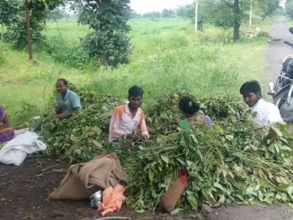 Harvest the green urad crop to prevent damage | नुकसान टाळण्यासाठी हिरव्या उडिद पिकाची तोडणी