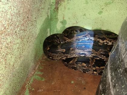 Raigad: An eight-and-a-half-foot python entered a house in Karanja- Kondhari district | Raigad: करंजा- कोंढरी पाड्यातील घरात घुसला साडेआठ फूट लांबीचा अजगर  