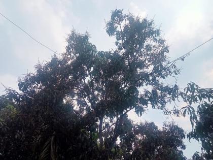 Unseasonal rains hit mango growers in Uran area | उरण परिसरातील आंबा बागायतदारांना अवेळी पावसाचा फटका