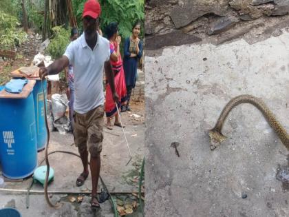 A four-foot-long snake was released into the forest, | चार फुट लांबीच्या नागाला जंगलात सोडले , सर्पमित्र राजेश नागवेकर यांची कामगिरी