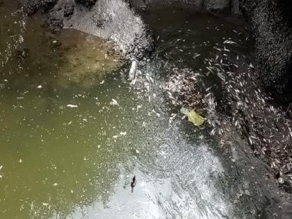 Uran's Pagote-Kundegaon bay packed with dead fish: chemical-mixed waste water from companies in the sea | उरणच्या पागोटे-कुंडेगाव खाडीत मृत माशांचा खच: कंपन्यांतील रसायन मिश्रित सांडपाणी समुद्रात