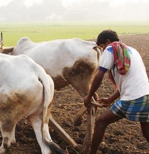 युद्धामुळे भारतीय शेतकरी चिंतेत! LPG नंतर आता देशासमोर आणखी एक संकट; आगामी खरीप हंगामाला फटका?