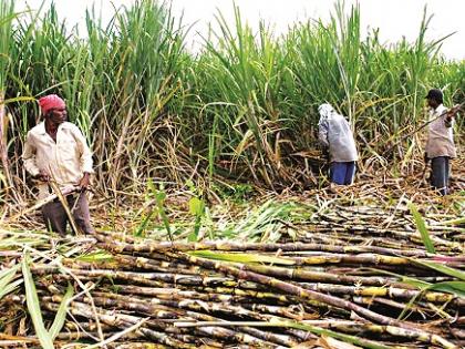 Marketing of sugarcane 'Swabhimani': Rajendra Gadenvar | ‘स्वाभिमानी’ करणार उसाचे मार्केटिंग : राजेंद्र गड्यान्नावर