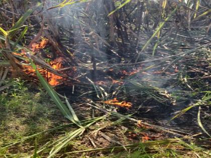 40 acres of sugarcane burnt in Ogalewadi Karad Taluka Satara District | सातारा: शॉर्ट सर्किटने लागली आग, ओगलेवाडीत ४० एकर ऊस जळून खाक