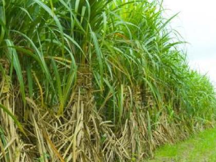 60 lakh 92 thousand 301 metric tons of sugarcane bagasse in Satara district | सातारा जिल्ह्यात ऊस गाळप वेगात, उताऱ्यात घट 