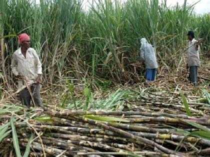 White on the sugarcane in the cottage: The effect of this fly | तळोद्यात उसावर पांढ:या माशीचा प्रादुर्भाव