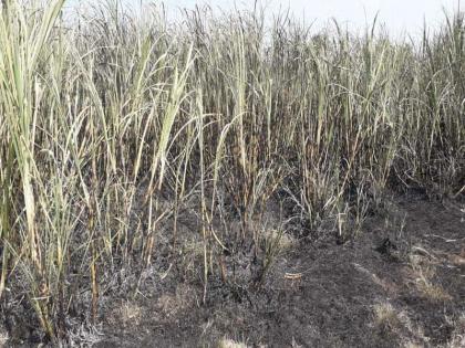 The incidence of cane burns in Puloda increased | तळोद्यात ऊस जाळण्याच्या घटना वाढल्या