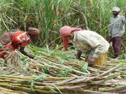 Survey of migratory birds in Nandurbar | नंदुरबारात स्थलांतरीतांच्या पाल्यांचे सव्रेक्षण Survey of migratory birds in Nandurbar | नंदुरबारात स्थलांतरीतांच्या पाल्यांचे सव्रेक्षण