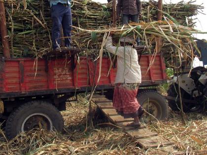 Ahmednagar woman dies after sugarcane plant falls on her body, incident in Satara | उसाची मोळी अंगावर पडून अहमदनगरच्या महिलेचा मृत्यू, साताऱ्यातील घटना