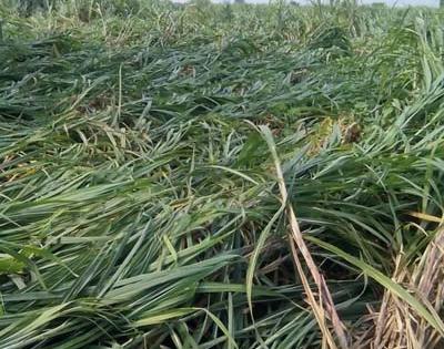 Crop harvest due to windy rain | वादळी पावसामुळे पिके जमिनदोस्त