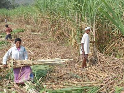 Hostel for the children of sugarcane workers | ऊसतोड कामगारांच्या मुलांसाठी वसतीगृह; पहिल्या टप्प्यात २० तर एकूण ८३ वसतिगृहे सुरू करणार