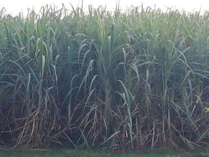Powdered sugarcane wasted due to sugarcane crop | तळोद्यात पाण्याअभावी उसाचे पिक आले धोक्यात Powdered sugarcane wasted due to sugarcane crop | तळोद्यात पाण्याअभावी उसाचे पिक आले धोक्यात