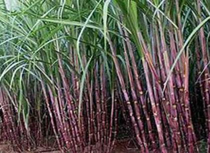 Sage of sugarcane growers in Paldi: Waiting for most of the farmers | तळोद्यातील ऊस उत्पादकांची व्यथा : बहुतेक शेतक:यांना उसतोडीची प्रतीक्षा