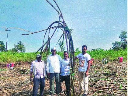 Success story recorded at age 5 Production of 499 tonnes of sugarcane was taken by a retired teacher | वयाच्या ७६ व्यावर्षी नोंदली यशोगाथा । ऐतवडेच्या निवृत्त शिक्षकाने घेतले १९२ टन ऊस उत्पादन