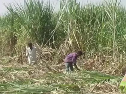 Decision to increase sugarcane cutting transport rate by 34 percent and commission rate by 1 percent, A solution was reached in the meeting in Pune | ऊस तोडणी दरात ३४, तर कमिशनमध्ये १ टक्का वाढ, पुण्यातील सहाव्या बैठकीत निघाला तोडगा